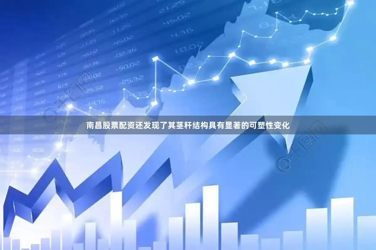 南昌股票配资还发现了其茎秆结构具有显著的可塑性变化